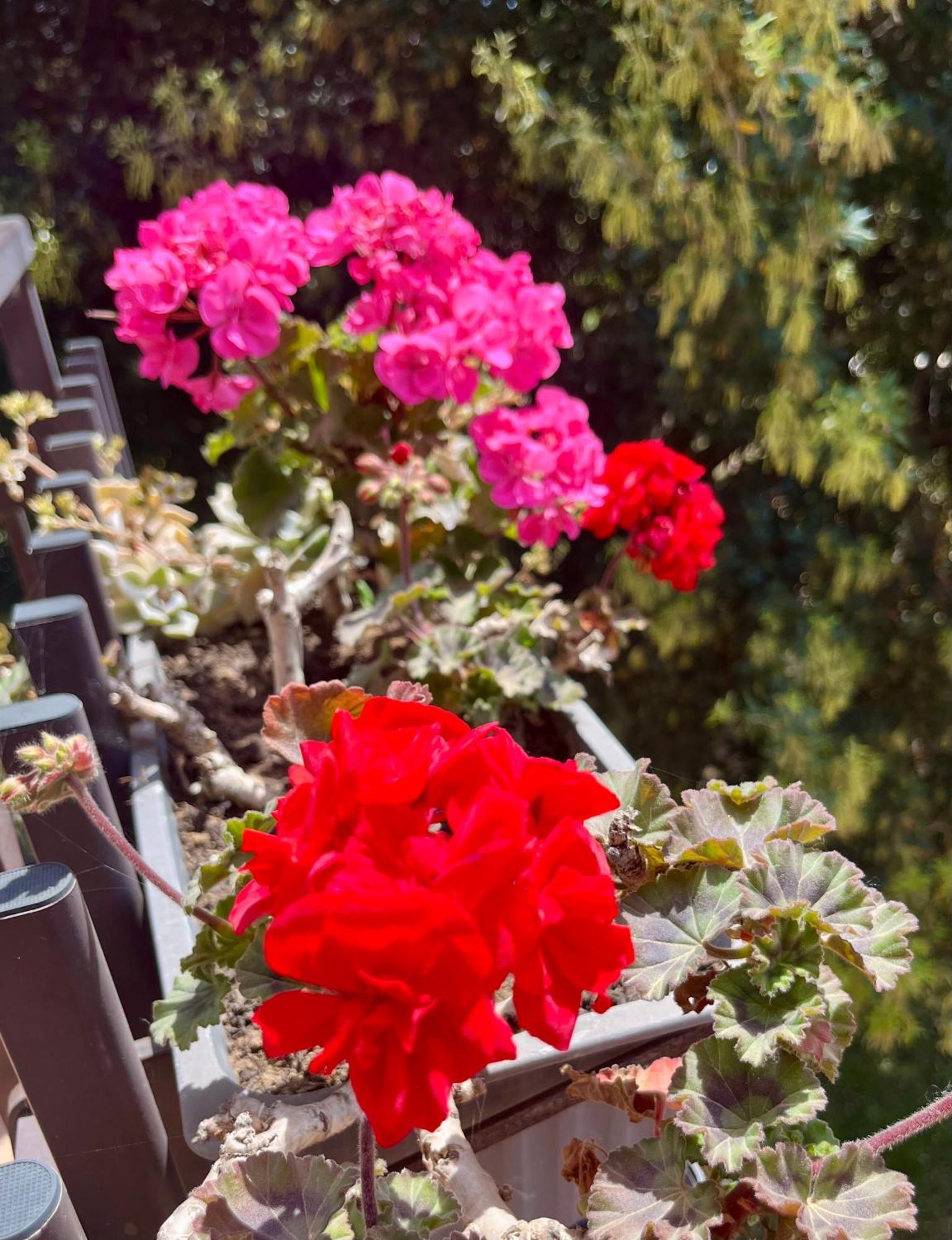 I Lecci Guesthouse San Felice Circeo Eksteriør bilde